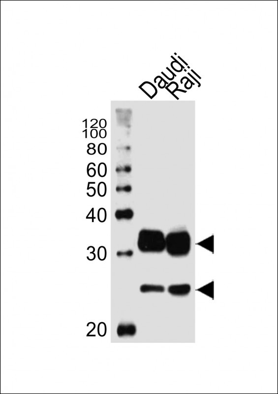 WB - CD74 Antibody AW5503-U100